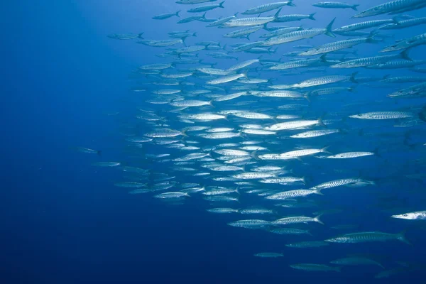 Υποβρύχια Φωτογραφία Barracuda Κολύμπι Στο Νερό — Φωτογραφία Αρχείου