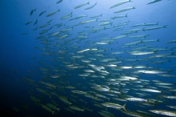 Onderwaterfoto Barracuda Zwemmen Water — Stockfoto