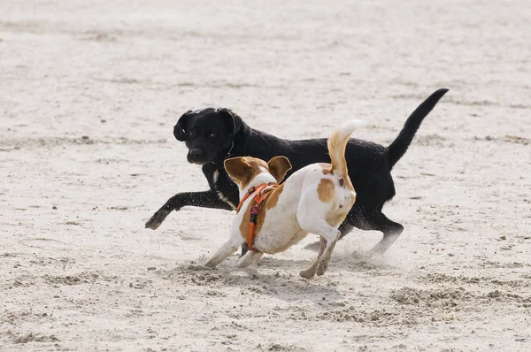 Jogar Cães Animal Estimação — Fotografia de Stock