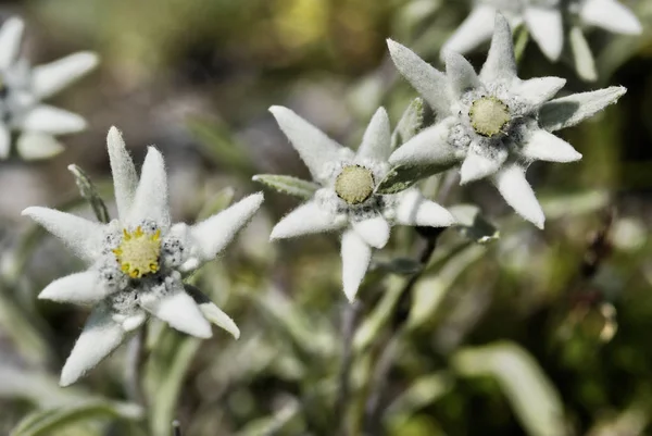 Beyaz Edelweiss Kır Çiçekleri Yaprakları — Stok fotoğraf