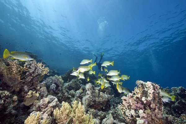 Océan Bleu Profond Vie Sous Marine — Photo