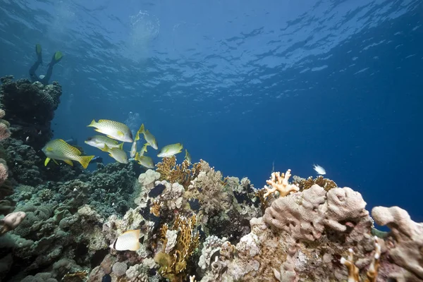 Deep Blue Ocean Underwater Marine Life — Stock Photo, Image