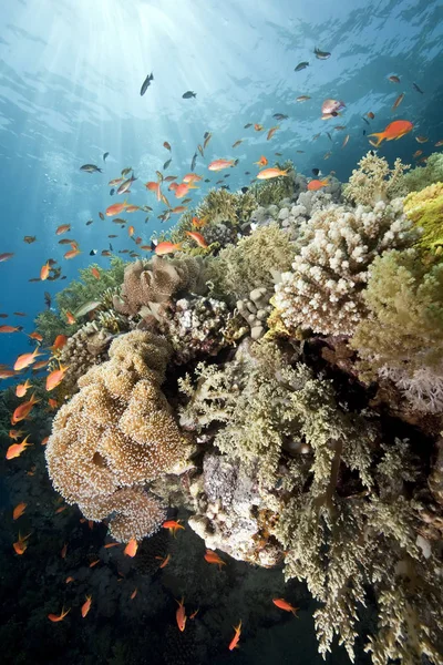 Океан Сонце Корали — стокове фото