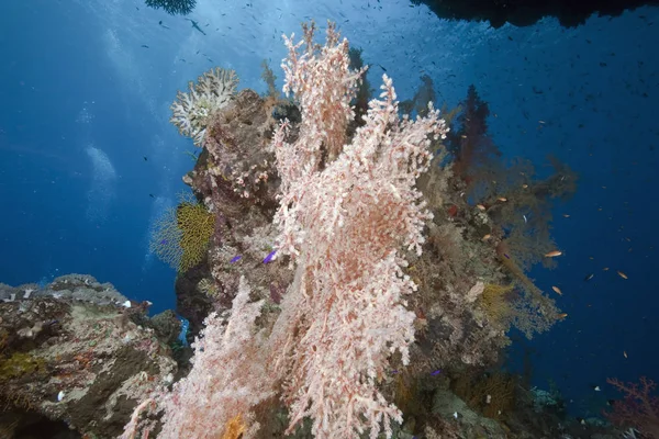 Óceán Nap Korall — Stock Fotó