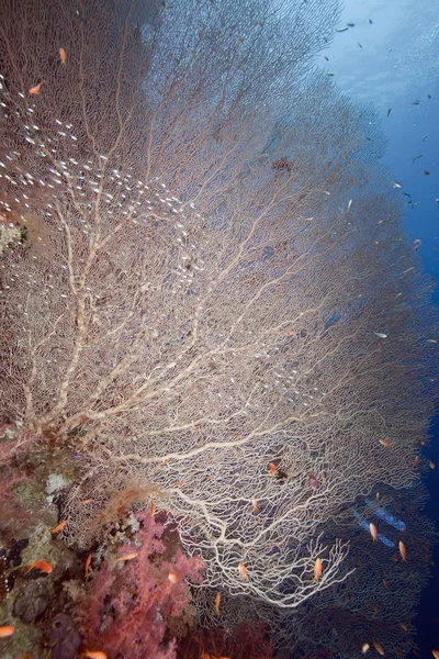 Scenic View Underwater World — Stockfoto