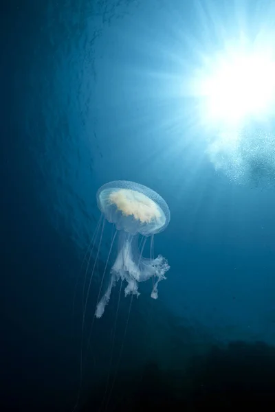 Медузы Море Водой Морские Существа — стоковое фото