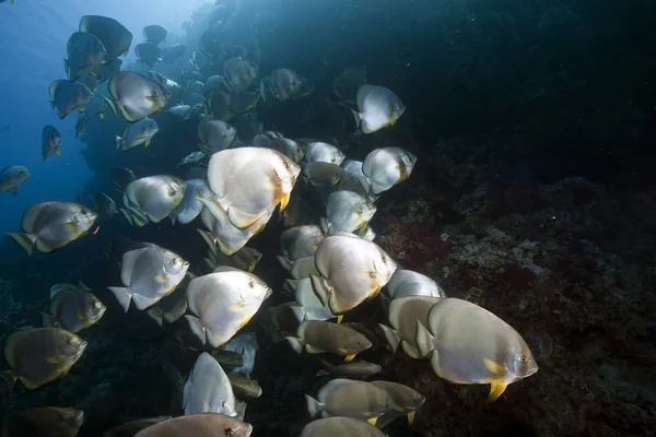 Ocean Orbicular Spadefish — Stock Photo, Image