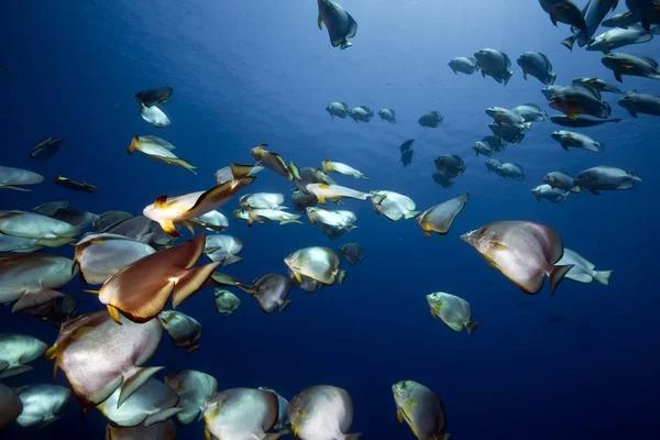 Ocean Orbicular Spadefish — Stock Photo, Image