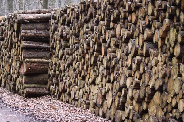 Woodpile Uma Floresta — Fotografia de Stock