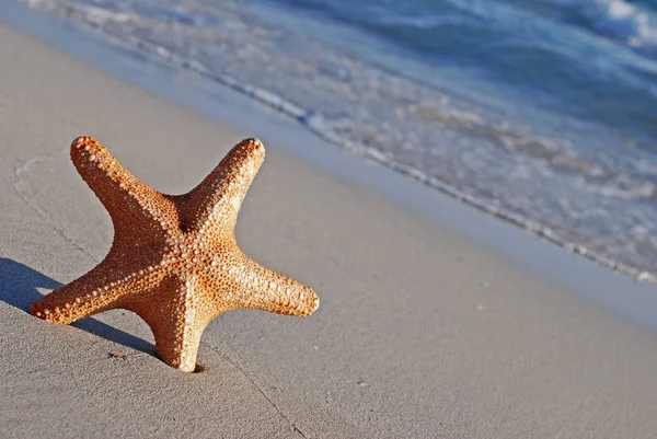 Sea Animal Marine Starfish — Stock Photo, Image