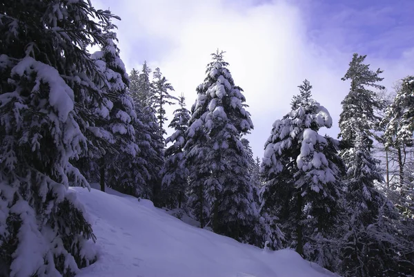 Vacker Utsikt Över Naturen Landskap — Stockfoto