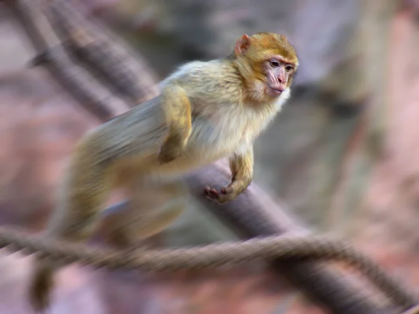 Singe Animal Primate Mammifère — Photo