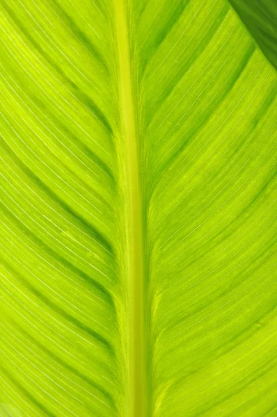 Mooi Botanisch Schot Natuurlijk Behang — Stockfoto