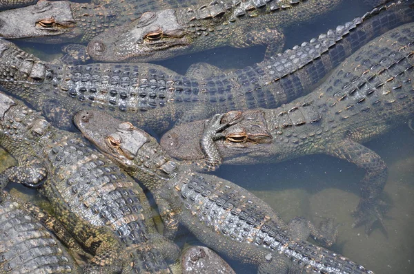 Alligator Krokodile Wildtiere Gefährliches Reptil Raubtier — Stockfoto