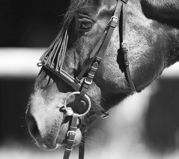 Cavalos Livre Durante Dia — Fotografia de Stock