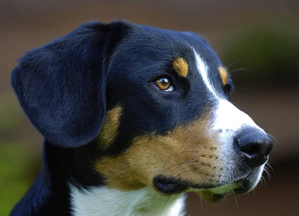 Πορτρέτο Σκύλου Entlebucher Dairyman — Φωτογραφία Αρχείου