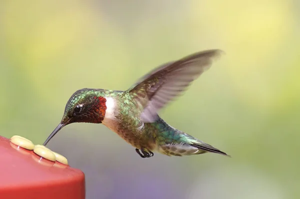 Ruby Vitstrupig Hummingbird Feeder — Stockfoto