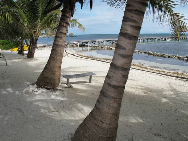 Quiet Wooden Bench Palm Trees — Stock Photo, Image