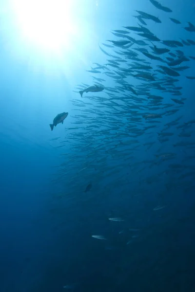 海と偉大なバラクーダ — ストック写真