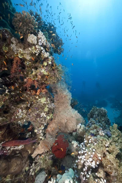 Océano Sol Coral — Foto de Stock