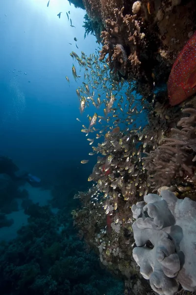 Океан Сонце Корали — стокове фото