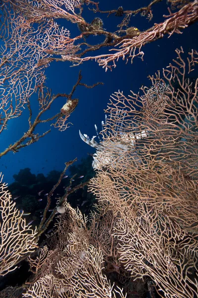 Océano Coral Pez Limón — Foto de Stock