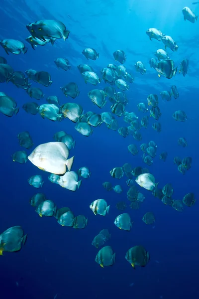 Oceano Pesci Spada Orbicolari — Foto Stock