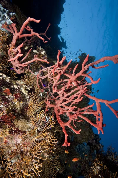 Óceán Korall Halak — Stock Fotó
