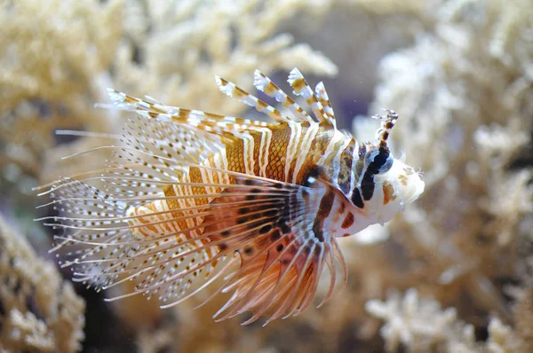 Água Mar Subaquática Lionfish — Fotografia de Stock