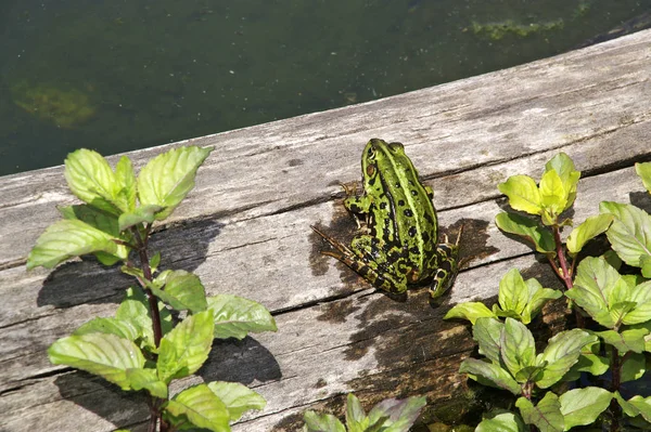 Amfibi Hayvan Vahşi Kurbağa — Stok fotoğraf