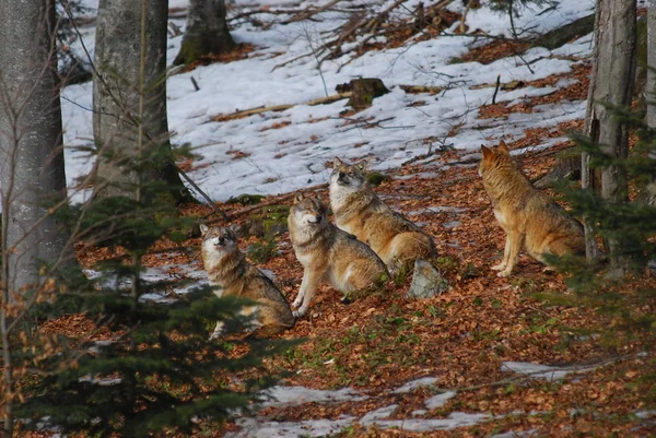 自然の中での野生のオオカミの景観 — ストック写真