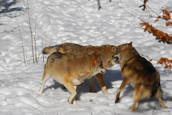 Wild Wolves Natural Habitat — Stock Photo, Image