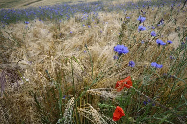 Närbild Vackra Vilda Vallmo Blommor — Stockfoto