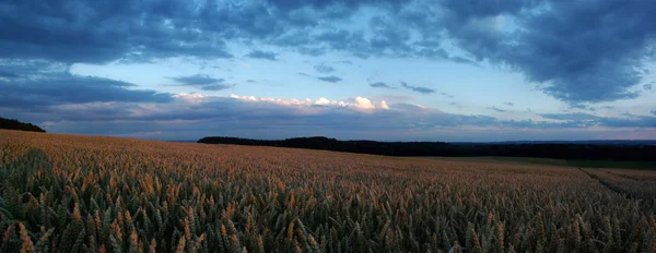 View Cornfield Agriculture Concept — Stock Photo, Image