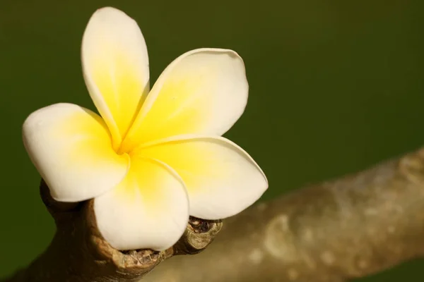 White Frangipani Plumeria Alba — Stock Photo, Image