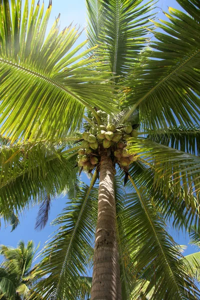 Palmera Con Hojas Verdes — Foto de Stock