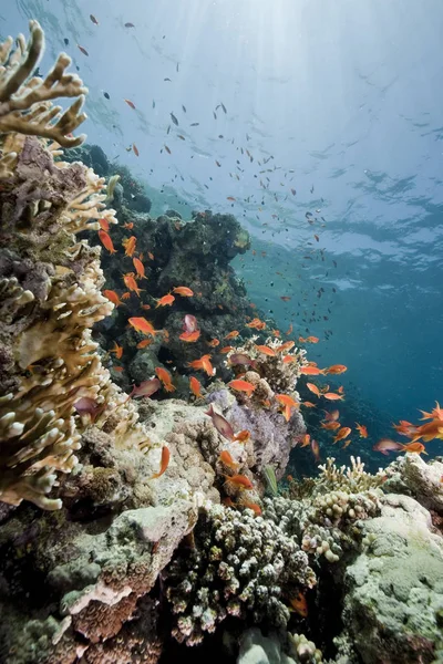 Океан Корали Сонце — стокове фото