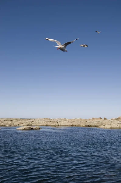 Vista Panorâmica Belas Gaivotas Pássaros — Fotografia de Stock