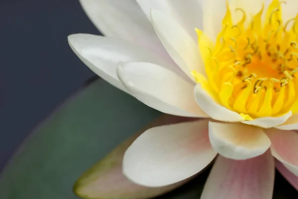 Водяная Лилия Цветы Пруда Флора Природе — стоковое фото