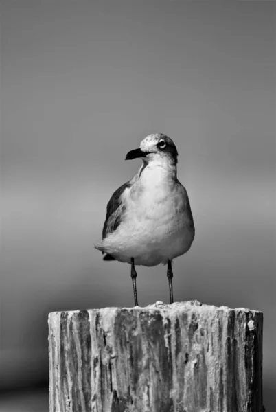 Schilderachtig Uitzicht Mooie Schattige Meeuw Vogel — Stockfoto