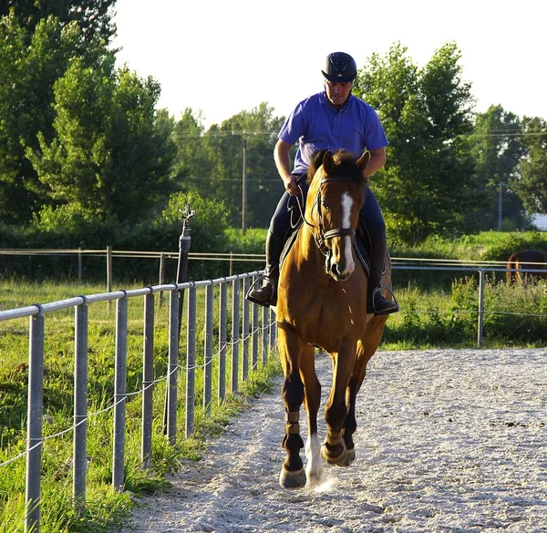 Schattig Paard Wilde Natuur — Stockfoto