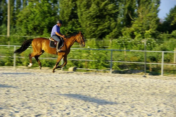 Cavalo Cavaleiro Durante Aulas Condução — Fotografia de Stock