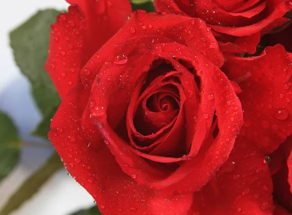 Świeże Róże Widok Bliska — Zdjęcie stockowe