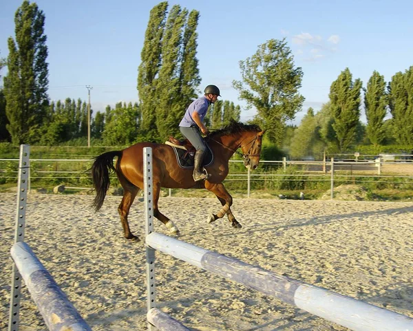 Paarden Overdag Buiten — Stockfoto