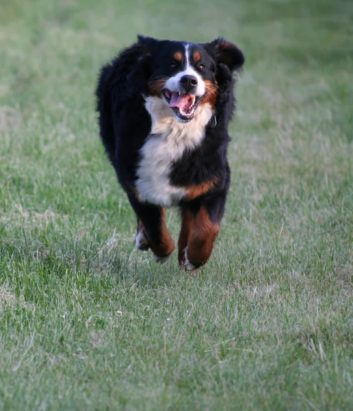 Retrato Lindo Perro Montaña — Foto de Stock