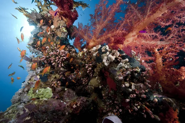 Kék Mély Óceán Nap Hal — Stock Fotó
