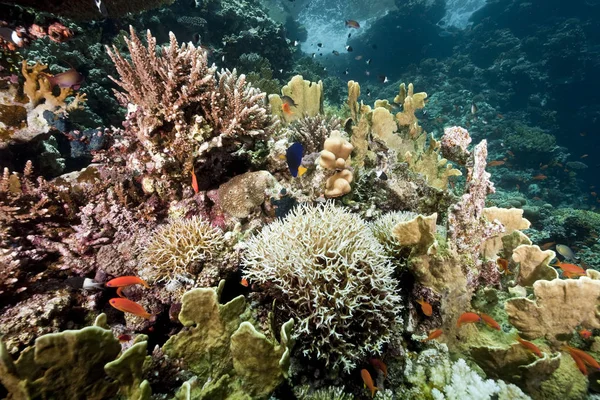 Vodní Flóra Fauna Podvodní Moře Korály Ryby — Stock fotografie