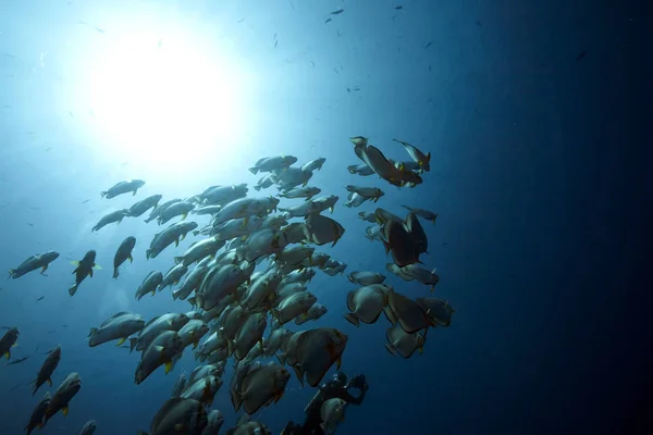 Ocean Sun Orbicular Spadefish — Stock Photo, Image