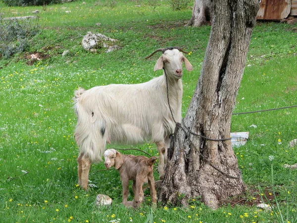 Madre Cabra Con Cabras Pequeñas — Foto de Stock