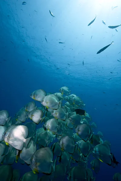 海と太陽とオービタルの魚です — ストック写真